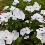 Catharanthus coriaceus Квітка