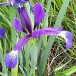 Iris spuria Blüte