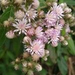 Cyrtocymura scorpioides Flower