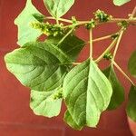 Amaranthus albus Leaf