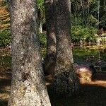 Roystonea regia Casca