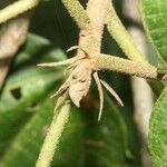 Dombeya punctata Otro
