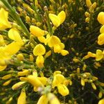 Cytisus balansae Coajă