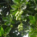 Calophyllum calaba Fruchs