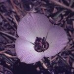 Calochortus invenustus 花