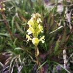 Pedicularis ascendens Flower