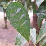 Terminalia amazonia 葉