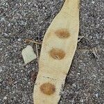 Albizia lebbeck Fruit