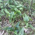 Smilax bona-nox Habit