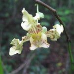 Monodora carolinae Flower