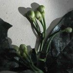 Morisonia discolor Altul/Alta