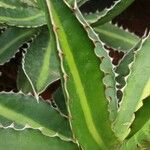 Agave lophantha Листок