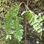 Asplenium lividum Liść