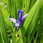 Iris spuria Flower