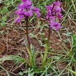 Orchis olbiensis 花