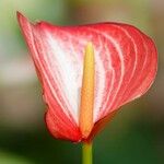 Anthurium andraeanum Blomst