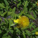 Hypericum frondosum Blomma