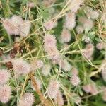 Trifolium arvenseBlüte