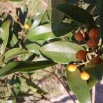 Pittosporum stenopetalum পাতা