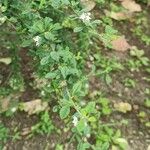 Lippia micromera Лист