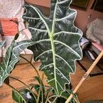 Alocasia longiloba Blatt