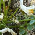 Sarcocapnos enneaphylla Blüte