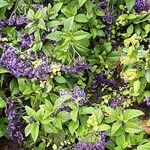 Heliotropium arborescens Cvet