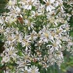 Symphyotrichum ericoides Blomst