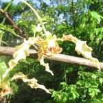 Monodora carolinae Flower