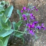 Moricandia moricandioides Flower