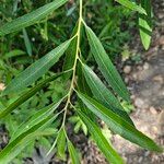 Salix lasiolepis Leaf