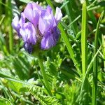 Astragalus danicus Folla