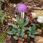 Klasea nudicaulis Flower