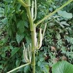 Piper umbellatum Flower