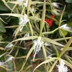 Epidendrum ciliare Квітка