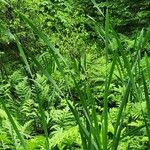 Typha × glauca Leaf