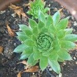 Sempervivum tectorumList