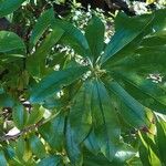 Rhododendron arboreum Листок