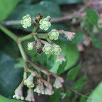 Euphorbia sinclairiana 果實