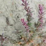 Suaeda spicata Fula