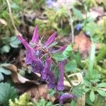 Corydalis solida Цвят