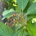 Cornus sericeaപുഷ്പം