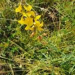 Crotalaria brevidens 花