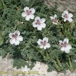 Erodium cheilanthifolium Hábito