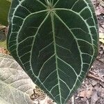 Anthurium crystallinum List