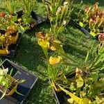 Sarracenia flava Blomst