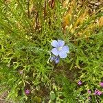 Linum lewisii Flower