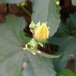 Cucumis melo Λουλούδι