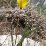 Tulipa sylvestris Hábito