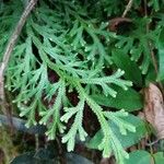 Selaginella martensii Leaf
